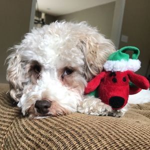 Meet your Posher, Anya